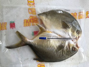 珍味 金鲳鱼400克